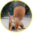 Squirrel_