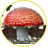 amanita